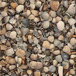 Schelpen - BigBag 1000 kg