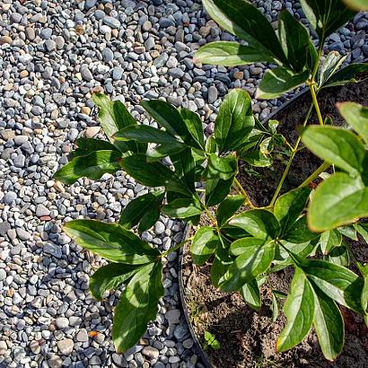 BigBag Alpengrind 8-16 mm (1500 kg)